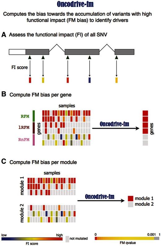  Schematic representation of the Oncodrive-fm approach. Oncodrive-fm computes the bias toward the accumulation of variants with high FI to identify drivers. ( A ) The first step consists in calculating a FI score of variants identified in a cohort of patients. ( B ) Next, Oncodrive-fm assesses if there is a bias toward the accumulation of variants with high FI (FM bias) for each gene, giving as a result a P -value per gene that indicates how biased it is with respect to a null distribution. Note that Oncodrive-fm does not assess how likely it is that a gene has a particular number of mutations, but instead given the number of mutations it has, how biased they are to high FI. RFM, Recurrent and FM biased; lRFM, Lowly Recurrent and FM biased; RnFM, Recurrent but not-FM biased. ( C ) Oncodrive-fm can also be used to assess the FM bias of gene modules (e.g. Pathways). 