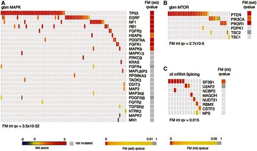  Examples of significantly FM-biased pathways in gbm and cll. ( A ) and ( B ) Genes with somatic mutations in gbm tumors in the MAPK (KEGG) and mTOR (BIOCARTA) pathways, respectively. ( C ) Genes with variants in cll tumors in the mRNA SPLICING (REACTOME) pathway. FM ext. qv , corrected P -values of the FM bias analysis using the external null distribution. FM int. qv , corrected P -values of the FM bias analysis using the internal null distribution. All heatmaps include only samples with variants. 