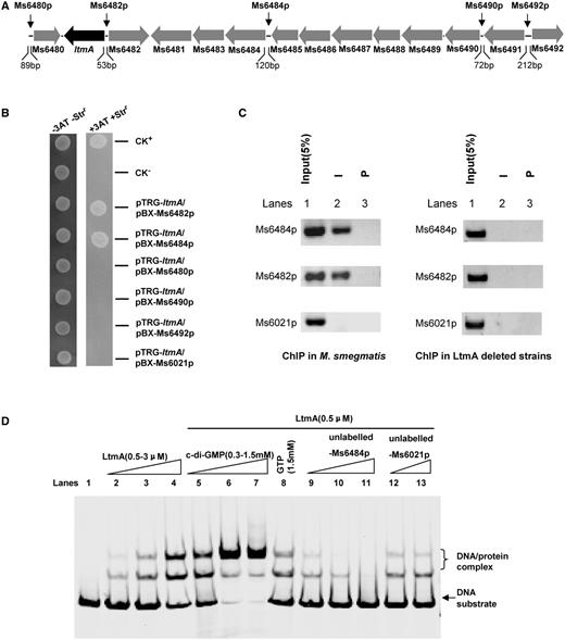 Assays for the interactions between Ms6479 and its neighboring gene upstream regions and the regulation of c-di-GMP. (A) The Ms6479 gene cluster. Several neighboring non-coding regions, which lengths are longer than 50 bp, are indicated by black arrows. (B) Bacterial one-hybrid assays. A pair of pBXcmT/pTRG plasmids was co-transformed into the reporter strain and its growth was monitored together with that of the self-activation controls on selective medium as described in ‘Materials and Methods’ section. Co-transformants containing the pBX-Rv2031/pTRG-Rv3133 plasmids (37) served as positive controls (CK+) and co-transformants containing the empty vectors pBX and pTRG served as negative controls (CK−). (C) ChIP assays. ChIP using preimmune (P) or immune sera (I) raised against Ms6479. The mycobacterial promoter Ms6021p, which does not contain motif sequence, was used as a negative control. (D) EMSA assays for the specific DNA binding activity of Ms6479 on Ms6484 promoter DNA. 32P-labeled Ms6484 promoter DNA substrate was co-incubated with Ms6479 protein in the absence (lanes 1–4) or presence of c-di-GMP (0.3–1.5 mM) (lanes 5–7) or GTP (1.5 mM) (lane 8). The ability of the unlabeled Ms6484 promoter (lanes 9–12) to compete with binding of the labeled Ms6484 promoter with the Ms6479 protein was examined.