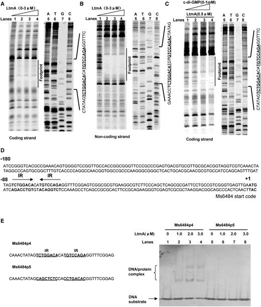 DNA-binding motif assays for Ms6479. DNaseI footprinting assays for the coding (A) and non-coding strands (B) and the effect of c-di-GMP (0–1 mM) on the ability of Ms6479 to protect the target DNA (C). Protection of the promoter DNA by Ms6479 against DNaseI digestion was tested by increasing the amount of Ms6479 (0–3 μM). The ladders are shown and the corresponding nucleotide sequence is listed (lanes 5–8). The protected regions on the coding and non-coding strands are indicated by black bars. (D) Sequence and structural characteristics of the promoter DNA region protected by Ms6479. The regions protected by Ms6479 are underlined. The 18-bp sequences containing the inverted repeats (IR) separated by 2 bp are indicated by a pair of arrows. The translation start codon of Ms6484 is indicated in bold. (E) EMSA assays for the DNA-binding activity of Ms6479 on DNA substrates with wild-type IR sequence (right panel, lanes 1–4) and mutated IR sequences (right panel, lanes 5–8). The DNA substrate was co-incubated with 1.0–3.0 μM of Ms6479 protein. Both the wild-type (Ms6484p4) and mutated (Ms6484p5) DNA substrate sequences are shown in the left panel.