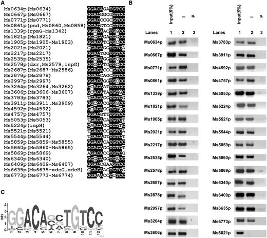 Assays for in vivo DNA-binding activity of Ms6479. (A) The IR-containing motif GGACACATGTCC was used to search the intergenic regions between M. smegmatis Open Reading Frames. The conserved sequence is highlighted by black background. The included genes in the same operon were presented in the brackets, however, the entire gene names were provided in Supplementary Table S5 limited by figure space. (B) ChIP assays for the in vivo association of Ms6479 with the promoter sequences of lipid transport and metabolism target genes using preimmune (P) or immune sera (I) raised against Ms6479. DNA recovered from the immunoprecipitates was amplified. Ms6021p was used as a negative control. (C) Logo assays for the protected region. The logos were generated using the MEME software suite (50).