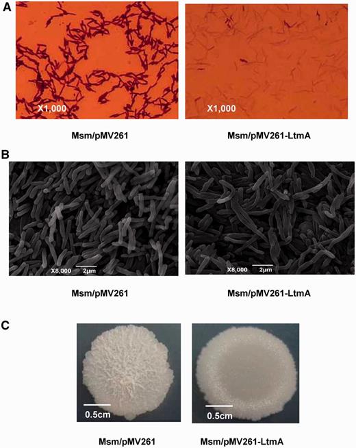 Effects of Ms6479 on M. smegmatis cell and colony morphology. (A) Cells were observed with a light microscope after staining with 2% crystal violet. The Ms6479 overexpression strain Msm/pMV261-Ms6479 (right panel) stained much weaker than the wild-type Msm/pMV261 strain (left panel). (B) Scanning electron microscopy assays of cell morphology. The images were taken at 8000× magnification. Bars, 2 μm. (C) Representative colony morphology of the M. smegmatis spot on 7H10 medium.