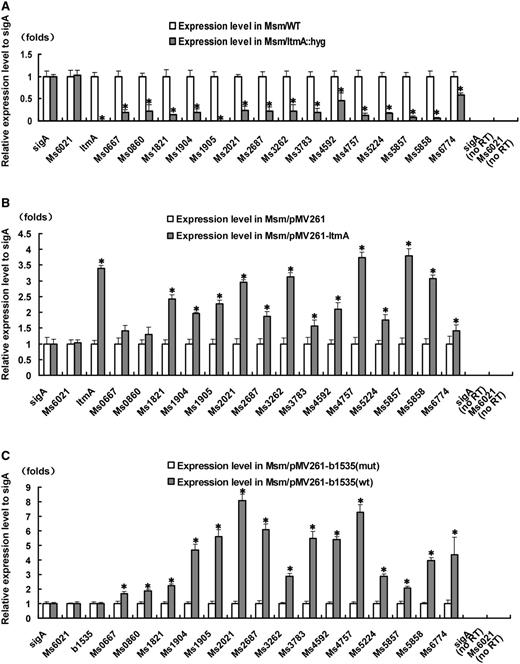 Effects of Ms6479 and c-di-GMP synthesis on the expression of lipid transport and metabolism related genes in M. smegmatis. qRT-PCR assays for determining the relative expression levels of lipid transport and metabolism genes were performed as described in ‘Materials and Methods’ section. Expression levels of genes were normalized using the sigA gene as an invariant transcript and an unrelated Ms6021 gene was used as a negative control. Error bars represent the variant range of the data derived from three biological replicates. The P-values of the relative expression data were calculated by unpaired two-tailed Student’s t-test using GraphPad Prism 5. The P-values of the results (<0.05) are indicated by an asterisk (*) on top of the column in the figure. Relative expression levels of target genes in Msm and Msm/ΔMs6479 (A), in Msm/pMV261 and Msm/pMV261-Ms6479 (B), and in Msm/pMV261-b1535 mut and Msm/pMV261-b1535 wt (C) strains were assayed. b1535wt encodes a diguanylate cyclase that can elevate c-di-GMP levels in M. smegmatis (42). b1535 mut contained mutations that abolished the diguanylate cyclase activity of the wild-type protein. As a positive control, total DNA of each strain was used as template for PCR amplification. The cDNA of the mutant strains and the recombinant strain containing an empty pMV261 vector was used as template in the negative controls. no RT represents genomic DNA contamination control. Data were analyzed using the 2ΔΔCt method (38,47).