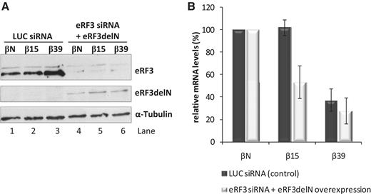 The N-terminal domain of eRF3 is critical to NMD evasion by an AUG-proximal nonsense-mutated mRNA. (A) Western blot analysis of HeLa cells extracts transfected with human eRF3 siRNA (lanes 4–6) or with a control Luciferase siRNA target (LUC siRNA; lanes 1–3). After siRNA treatment, cells were transfected with plasmids expressing βN, β15 or β39 mRNAs with or without a plasmid expressing eRF3delN mutant protein (pcDNAeRF3delN plasmid); lanes 4–6 or 1–3, respectively. Twenty-four hours post-transfection, protein and RNA were isolated from the cells. Immunoblotting was carried out with anti-eRF3 to monitor endogenous eRF3 knockdown (lanes 4–6 versus lanes 1–3) and expression of mutant eRF3delN protein (lanes 4–6). Detection of α-tubulin served as a loading control. Identification of each band is on the right. (B) Depletion of endogenous eRF3 in combination with expression of exogenous eRF3delN represses β15 mRNA levels. Relative levels of β-globin mRNA under control conditions (LUC siRNA-treated cells; dark bars) and in eRF3-depleted cells expressing exogenous eRF3delN protein (eRF3 siRNA + eRF3delN overexpression; light bars), normalized to the levels of Puror mRNA expressed from the β-globin plasmids, were determined by quantitative RT–PCR and compared to the corresponding βN mRNA levels (defined as 100%). Average and SD values of four independent experiments corresponding to three independent transfections are shown in the histogram.