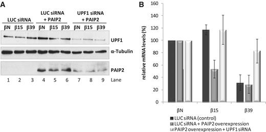 Overexpression of PAIP2 induces NMD sensitivity in the β15 nonsense-mutated mRNA. (A) Western blot analysis of HeLa cells treated with siRNAs specific to Luciferase (LUC) (lanes 1–6), or siRNA targeting UPF1 (lanes 7–9). After siRNA treatment, cells were transfected with plasmids expressing βN, β15 or β39 mRNAs with or without a plasmid expressing PAIP2 protein (pDEST26PAIP2 plasmid); lanes 4–9 or 1–3, respectively. Twenty-four hours post-transfection, protein and RNA were isolated from the cells for analysis. Immunoblotting was carried out with anti-UPF1, anti-PAIP2 and anti-α-tubulin antibodies. Detection of α-tubulin served as a loading control. Identification of each band is indicated to the right of the gel image. (B) Overexpression of PAIP2 represses β15 mRNA levels in a UPF1-sensitive manner. Relative β-globin mRNA levels under control conditions (dark bars), PAIP2 overexpression (dark grey bars), and in conditions of PAIP2 overexpression co-existing with UPF1 depletion (light bars) are shown. All values determined by RT–qPCR are normalized to the mRNA levels of Puror, and compared to the corresponding βN mRNA levels. Average values and SD of four independent experiments corresponding to four independent transfections are shown. All values are represented as a percentage (%) of the corresponding βN mRNA (defined as 100%).