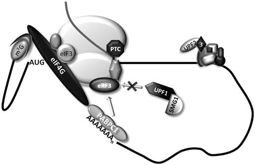 A model for NMD resistance of AUG-proximal nonsense-mutated mRNAs. The current and prior data supports the model shown in this figure. During cap-mediated translation initiation, PABPC1 interacts with the initiation factor eIF4G. This interaction indirectly tethers PABPC1 to the 40S ribosomal subunit via the interaction of eIF4G with eIF3 subunits. The resulting configuration brings PABPC1 into in the vicinity of the AUG initiation codon as a consequence of 43S scanning and the maintenance of eIF4G–PABPC1 association with the 40S during the initial phase of translation elongation brings it into close contact with an AUG-proximal PTC in a transcript where the ORF is quite short. This proximity to the PTC allows PABPC1 to interact with the release factor eRF3 at the termination complex, thus impairing the association of UPF1 to the ribonucleoprotein complex, resulting in efficient translation termination and inhibition of NMD.