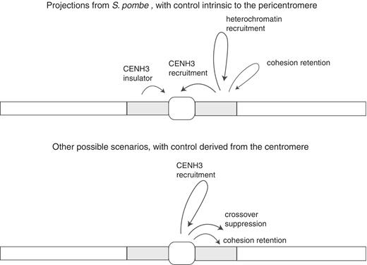 Models for centromere/pericentromere interactions. The arrows in each diagram depict proposed directions of causality, either arising from centromere (center circle) or pericentromere (flanking rectangles).