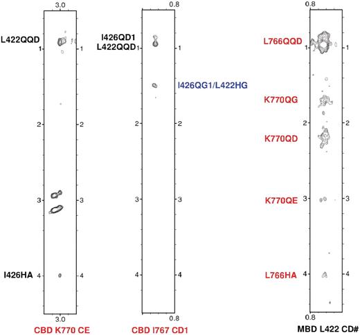 Intermolecular NOEs between hCBD and hMBD. The left two strips of a 3D F113C,15N-filtered, F213C-edited NOESY-HSQC spectrum (150 ms mixing time) of a sample containing 13C,15N-labeled hCBD and unlabeled hMBD showing NOEs from the hMBD (I426, L422, the ambiguous assignment is colored by blue) to the hCBD (K770, I767). The right strip of the same experiment of a sample containing 13C, 15N-labeled hMBD and unlabeled hCBD showing NOEs from the hCBD (L766, K770) to the hMBD (L422). CD1: the ε1 carbon atom of the Isoleucine methyl group; CD#: degenerate pairs of Leucine methyl carbon atoms; CE: the ε carbon of the Lysine; HA: the α proton attached to α carbon; QG: degenerate pairs of γ methylene protons; HG: the γ proton of Leucine; QG1: degenerate pairs of Isoleucine γ1 methylene protons; QD: degenerate pairs of δ methylene protons; QE: degenerate pairs of ε methylene protons; QD1: degenerate pairs of Isoleucine δ1 methyl protons; QQD: degenerate pairs of Leucine methyl protons.