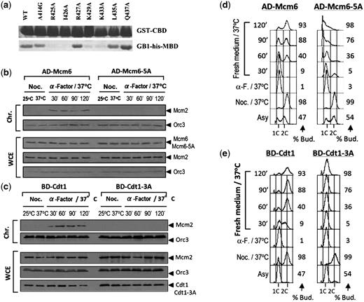 Disruption of the Cdt1–Mcm6 interaction by mutations on their interacting surfaces impaired pre-RC formation and DNA replication. (a) Wild-type and mutants of hMBD were pulled down by GST-tagged wild-type hCBD and visualized by Coomassie Blue staining. (b)Chromatin loading of Mcm2 (S. cerevisiae) is interrupted by the Mcm6-5A mutant (Supplementary Material). (c) Chromatin loading of Mcm2 (S. cerevisiae) is interrupted by the Cdt1-3A mutant (Supplementary Data). (d) Mcm6-5A cells arrest in S-phase with large buds (S. cerevisiae) (Supplementary Data). Flow cytometry was performed for the cell samples taken at the indicated time points. % Bud. percentage of budding cells. (e) Cdt1-3A cells arrest in S-phase as in (d).