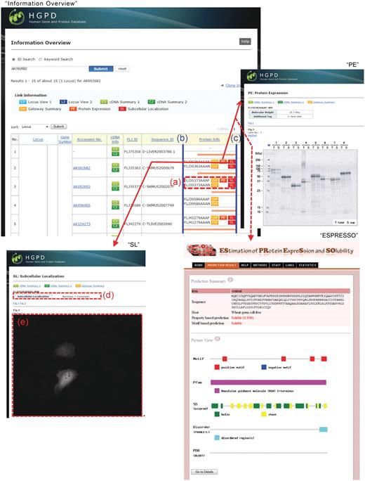 Improved display of the HGPD. In ‘Information Overview’, (a) open reading frames (ORFs) of each cDNA clone can be visualized. In ‘Protein Info’, the left endpoint represents the N-terminus of each ‘Locus’ (b) and the right endpoint represents the C-terminus (c). ‘SL’, the subcellular localization of human proteins, is linked by the ‘SL’ button in ‘Protein Info’. (d) Protein subcellular localization by visual observation of the images. (e) The subcellular localization image. ‘PE’ or ‘ESPRESSO’ information is linked by the ‘PE’ button in ‘Protein Info’.
