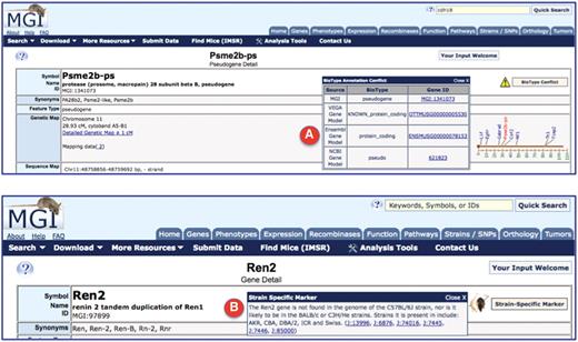 Screenshots of the upper portion of two locus detail pages. (A) The BioType Conflict indicator (upper right), when opened, displays the different biotype annotations for Psme2b-ps. In this case, MGI and NCBI assign this marker as a pseudogene, where VEGA and Ensembl have assigned the status as protein coding gene. Links are provided to the underlying evidence that support the biotype assignments by different annotation groups. (B) The strain-specific marker indicator (upper right), when opened, displays information about strains in which the gene (in this case Ren2) is found or, not found, in the genome, with supporting reference links.