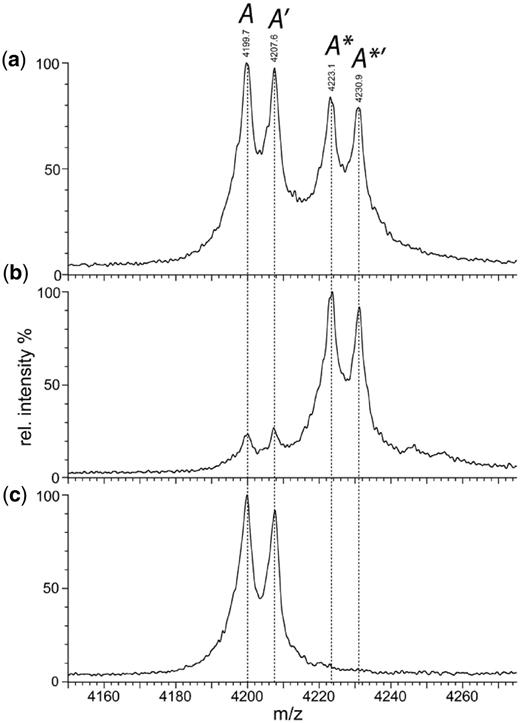 Native MS. Nano-ESI mass spectroscopy of the E53A mutant of BcgI (19 µM) in 200 mM AmAc under non-denaturing conditions (see ‘Materials and Methods’ section) gave the complete spectrum shown in Figure 1 of the preceding paper (11). Shown here, on an expanded m/z scale, are the profiles of a single charge state (+17) of the A protein that had dissociated from the A2B assembly in solution. (a) The native spectrum under the conditions used previously (11) to minimize disruption of non-covalent complexes; four peaks are marked in italics as A, A′, A* and A*′ (see text and Table 1). (b) The same spectrum but after the addition of SAM to a final concentration of 56 µM. (c) The same sample as in (b) but recorded under conditions that lead to complete disruption of non-covalent complexes; the trap collision energy was increased to 90 V to effect gas-phase dissociation of bound ligands but not the fragmentation of the polypeptide chains.