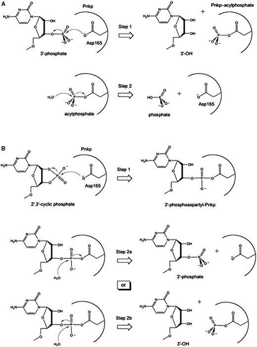 Pathways of RNA 3′ end-healing by T4 Pnkp. (A) Two-step chemical mechanism of 3′-phosphate removal through formation (Step 1) and hydrolysis (Step 2) of a covalent phosphoapartyl-enzyme intermediate. (B) Two hypothetical pathways for removal of a 2′,3′-cyclic phosphate are shown. A common first step entails attack of the aspartate nucleophile on the RNA > p end to form (Step 1) and then hydrolyze (Step 2) a covalent RNA-(phosphoaspartyl)-enzyme intermediate. In the Step 1 reaction shown, the ribose O2′ is the leaving group and the RNA 3′-phosphate is attached to the enzyme. Two variants of the Step 2 hydrolysis reaction (Steps 2a or 2b) are illustrated. In Step 2a, the enzymic aspartate is the leaving group and RNA3′p is the product. In Step 2b, the ribose O3′ is the leaving group and a phosphoaspartyl-enzyme remains.