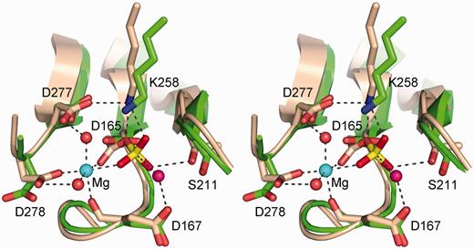The phosphatase active site. The figure shows a stereo view of the T4 Pnkp phosphatase active site (of protomer C from pdb 2IA5; colored green) superimposed on the BeF3-modified active site of the CTD phosphatase Fcp1 (from pdb 3EF1; colored beige). The aspartyl-BeF3 adduct is depicted with the beryllium in yellow and the fluorines colored red (reflecting their mimicry of the phosphate of the aspartyl-phosphate intermediate). The Mg2+ of Fcp1 is depicted as a cyan sphere and the associated waters as red spheres. Atomic interactions in the Fcp1 active site are indicated by dashed lines. Pnkp side chains are labeled.