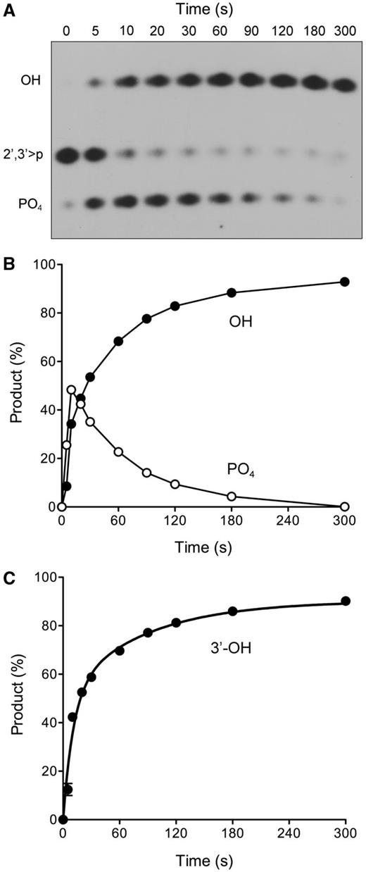Kinetic profile of cyclic phosphate and 3′-phosphate end-healing by Pnkp-S211A. (A and B) Reaction mixtures (100 µl) containing 100 mM Tris-acetate (pH 6.0), 10 mM MgCl2, 2 mM DTT, 50 nM 32P-labeled RNA > p and 500 nM Pnkp-S211A were incubated at 22°C. Aliquots (10 µl) were withdrawn at the times specified and quenched immediately with EDTA. The RNAs were digested with RNase T1 and analysed by urea-PAGE. An autoradiograph of the gel is shown in panel A. The phosphorylation states of the terminal RNase T1 fragments are indicated at left. The quantified kinetic profile is shown in panel B, wherein the abundance of the RNAp and RNAOH species (as the percentage of the total labeled RNA) is plotted as a function of time. Each datum in the graph is the average of three independent experiments (±SEM). (C) A 3′-phosphatase reaction mixture (100 µl) containing 100 mM Tris-acetate (pH 6.0), 10 mM MgCl2, 2 mM DTT, 50 nM 32P-labeled RNA3′p, and 500 nM Pnkp-S211A was incubated at 22°C. Aliquots (10 µl) were withdrawn at the times specified and quenched immediately with EDTA. The RNAs were digested with RNase T1 and analysed by urea-PAGE. The extent of RNAOH formation (expressed as the percent of total labeled RNA) is plotted as a function of time. Each datum in the graph is the average of three independent experiments (±SEM).