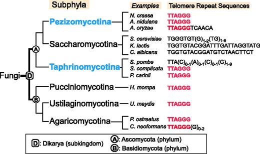 Evolutionary relationships and telomere repeat sequence of major fungal subphyla. The evolutionary relationships of the Ascomycota subphyla (Pezizomycotina, Saccharomycotina and Taphrinomycotina) and the Basidiomycota subphyla (Pucciniomycotina, Ustilaginomycotina and Agaricomycotina) are depicted based on recent phylogenomic studies of fungal species (17,24,25). Branch lengths are not proportional to evolutionary time. The names of subkingdom Dikarya (D), subphylum Ascomycota (A) and subphylum Basidiomycota (B) are indicated at nodes in the tree. Telomere repeat sequences of representative species from each subphylum are shown. The vertebrate-type sequence TTAGGG is shown in red. The subphyla Pezizomycotina and Taphrinomycotina studied in this work are highlighted in blue.