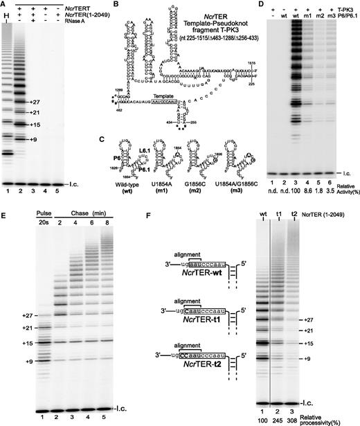 Functional characterization of N. crassa telomerase activity. (A) Direct primer-extension assay of in vitro-reconstituted N. crassa telomerase. Recombinant NcrTERT protein was synthesized in RRL and assembled with 0.1 µM full-length 2049-nt NcrTER. The reconstituted N. crassa telomerase was analyzed by direct primer-extension assay using the telomeric primer (TTAGGG)3. The major bands (+9, +15, +21 and +27) are denoted on the right of lane 2, indicating the number of nucleotides added to the primer. Addition of RNase A (lane 3), the absence of NcrTER (lane 4) and the absence of NcrTERT (lane 5) is indicated above the gel. Human telomerase (H) served as a positive control (lane 1). A 32P-end-labeled 15-mer oligonucleotide was included as loading control (l.c.) before purification and precipitation of telomerase-extended products. (B) Secondary structure of the minimal 295-nt NcrTER template–pseudoknot fragment T-PK3. The T-PK3 fragment contains nucleotides 225–1515, with two internal deletions (nt 256–433 and 463–1288) replaced with tetraloops (bold, lower case), GAAA and GGAC, respectively. The template region is denoted by an open box. (C) The 39-nt NcrTER P6/6.1 RNA fragments with L6.1 mutations. Point mutations, U1854A (m1), G1856C (m2) and U1854A/G1856C (m3), in the L6.1 loop are indicated by solid circles (D). Mutations in loop L6.1 severely reduced telomerase activity. N. crassa telomerase was reconstituted in RRL from the recombinant NcrTERT protein and two separate RNA fragments, T-PK3 and P6/6.1, and were analyzed by direct primer-extension assay. The RNA fragments assayed within each reaction are denoted above the gel. Relative telomerase activity is shown under the gel (lane 4–6) and was determined by normalizing the total intensities of all bands within each lane to wild-type activity in lane 3. The relative activity was not determined (n.d.) for lanes 1 and 2. A 32P-end-labeled 15-mer oligonucleotide was included as the loading control (l.c.). (E) Pulse-chase time course analysis of N. crassa telomerase. In vitro-reconstituted telomerase was incubated with telomeric primer (TTAGGG)3 for 20 s at room temperature in the presence of radioactive α-32P-dGTP, dTTP and dATP. An aliquot of the reaction was removed and terminated after 20 s to determine the initial length of the product (lane 1). Chase reaction was initiated by adding 50 folds of non-radioactive dGTP and 10 folds of competitive DNA oligonucletide 5′-(TTAGGG)3-3′-amine. Aliquots of the chase reaction was removed and terminated after 2, 4, 6 or 8 min from the start of the chase reaction (lane 2–5). A 15-mer 32P-end-labeled oligonucleotide was added as loading control (l.c.). (F) Effect of template length on repeat addition processivity. Full-length NcrTER (1–2049) with either the wild-type 9-nt template (wt), 10-nt template (t1) or 11-nt template (t2) was reconstituted with NcrTERT protein in RRL and analyzed by direct primer-extension assay. The NcrTER template sequence is denoted by an open box, with the alignment region shaded. Relative processivity was determined by normalization to wild-type processivity and is shown below the gel. A 15-mer 32P-end-labeled oligonucleotide was included as loading control (l.c.).
