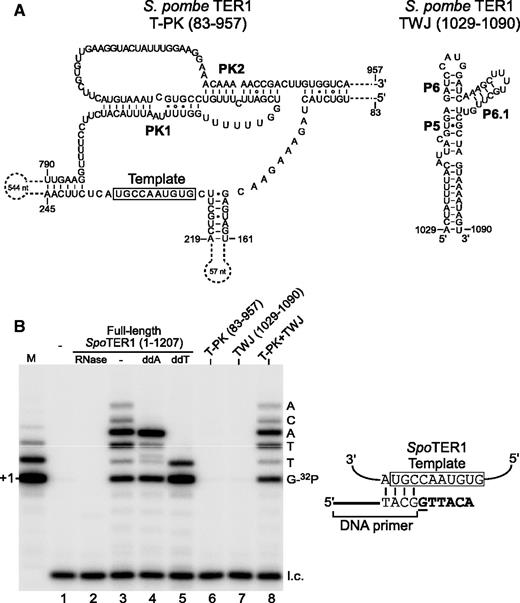 Reconstitution of S. pombe telomerase activity from two separate RNA fragments. (A) The secondary structure model of S. pombe TER1 core domains. The template–pseudoknot (T-PK) is composed of nt 83–957 and the TWJ is from nt 1029–1090. (B) Left, direct primer-extension assay of in vitro-reconstituted S. pombe telomerase. Telomerase was reconstituted in RRL from recombinant S. pombe TERT protein and 1 µM T7-transcribed TER1 RNA (Full-length: 1–1207; T-PK: 83–957 or TWJ: 1029–1090). The addition of ddATP and ddTTP in place of dATP and dTTP, respectively, in the reactions is indicated. RNase A (RNase) was added to the reaction in lane 2. A DNA size marker (M) was generated by labeling the 3′ end of the DNA oligonucleotide (5′-GTTACGGTTACAGGTTACG-3′) with α-32P-dGTP using TdT. A 15-mer 32P-end-labeled oligonucleotide was included as loading control (l.c.). The expected sequence of nucleotides incorporated is shown on the right of the gel. Right, Alignment of the DNA primer sequence with the template sequence of S. pombe TER1. The previously determined template region is denoted by an open box (46). Nucleotides added to the DNA primer are shown in bold, with the radioactive 32P-dGTP underlined.