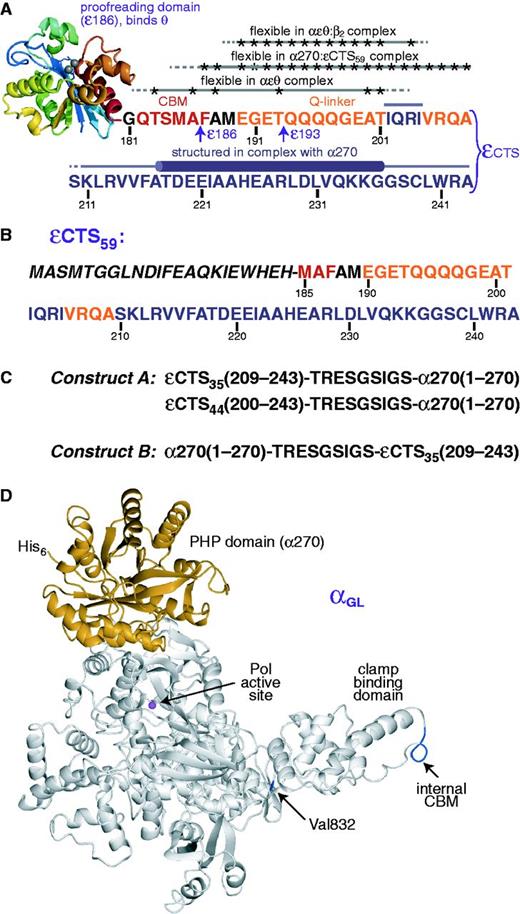 Protein constructs used in the present work. (A) The ε subunit is the proofreading 3′–5′ exonuclease of Pol III. It binds tightly to the α subunit via its C-terminal segment (εCTS). The globular domain of ε, ε186 (12) binds to the θ subunit (15,16). The εCTS comprises residues 181–243, including the β CBM at residues 182–187 (in red); the quadruple-mutant T183L/M185L/ A186P/F187L (εL) has a strengthened CBM (25). The α-binding site lies in the C-terminal part of the εCTS. At least 19 residues between ε186 and the α-binding site (i.e., between Thr183 and Thr201) remain flexible in the αεθ complex; Ala and Thr residues for which flexibility was established are indicated by asterisks (9). We refer to the segment comprising residues 190–209 (in orange) as the Q-linker (21). The present work reports: (i) that residues between Phe187 and Ala209 of εCTS (indicated by asterisks) remain flexible in the complex of εCTS59 and the PHP domain of α, α270 (Supplementary Table S3); (ii) the 3D structure of the complex between the εCTS (in purple) and the PHP domain of α (Figure 2), showing that part of the α-binding segment of ε forms a helix (residues 218–237) upon binding; and (iii) that residues between Glu190 and Arg204 (indicated by asterisks) remain flexible in a stabilized mutant version of the αεθ:β2 complex (Figure 4). The C-terminal residues of the ε186 and ε193 constructs are indicated. (B) Amino acid sequence of the εCTS59 construct. Residues 185–243 of ε are labeled with the sequence numbers of full-length ε. The preceding residues in italics are not part of ε; they comprise a T7 gene 10 tag (resulting in the N-terminal peptide MASMTG) for improved cell-free expression yields and a biotinylation site. (C) The first 270 residues of α (α270) contain the PHP domain. To determine the 3D structure of the εCTS in complex with α270, εCTS35 (residues 209–243) or εCTS44 (residues 200–243) was fused to either the N-terminus (constructs A; εCTS35–α270 and εCTS44–α270) or the C-terminus (construct B; α270–εCTS35) of α270. The amino acid sequence of the nine-residue linker is similar to one that had been determined to be flexible in another context (27,28). (D) Purification of the αεθ:β2 complex is difficult due to the limited affinity of β2 for the αεθ core. Increased affinity between α and β2 (for SAXS measurements) was achieved by changing residues 920–924 (internal CBM) from QADMF to QLDLF (26) to produce a mutant we refer to as αL (25), and then (for NMR measurements) introducing a further Val832Gly mutation (25,54) to yield αGL; αGL also contains an N-terminal His6 tag for purification. The figure shows the sites of Val832 and the internal CBM plotted in blue on the structure of the α subunit from T. aquaticus (11). The PHP domain is shown in orange and the Mg2+ ion in the active site in magenta.