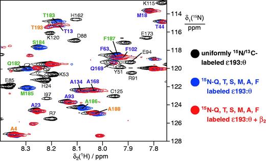 Isotope labeled ε193 in complex with purified unlabeled θ interacts with β2 only through the CBM. Superimposition of 15N-HSQC spectra of uniformly in vivo15N,13C-labeled ε193:unlabeled θ (black spectrum, selected resonance assignments in black) and of ε193:θ (27 µM) labeled specifically in ε193 with 15N-glutamine, threonine, serine, methionine, alanine and phenylalanine in the absence (blue spectrum) and presence (red spectrum) of β2 (30 µM). Resonances were assigned as described in Materials and Methods. Cross-peaks were observed for 52 of 59 Gln, Thr, Ser, Met, Ala and Phe residues in the structured ε186 domain, and all were unaffected by addition of β2 (selected signals labeled in purple); those of Ser2 and Thr3 in the disordered N-terminus could not be assigned, while Ala100, Thr128, Ser144, Ala164 and Thr179 had low intensity even in the absence of β2. Signals in the CBM that broaden beyond recognition in the presence of β2 (red spectrum; i.e., Gln182, Thr183, Ser184, Met185, Ala186, Phe187) are labeled in green, while assignments for flexible residues at the N- and C-termini (Ala4, Ala188 and Thr193) that are unaffected by β2 are labeled in orange.