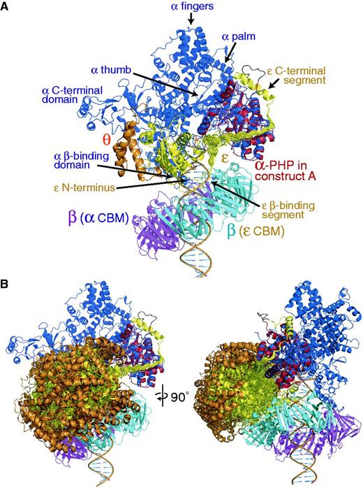 Models of the αεθ:β2 complex with primer-template DNA in the polymerization mode. Color coding: α (blue), with the PHP domain of the crystal structure superimposed in red, ε (yellow), θ (orange) and β2 (subunit in cyan contacting the CBM of ε and that in magenta contacting the internal CBM of α). (A) Compact structure of a form of the ‘closed’ complex (25) with εθ sandwiched between the β clamp and the PHP domain of α. Multiple conformations are displayed for the 22-residue linker segment connecting the α-bound portion of the εCTS with the globular exonuclease domain of ε (ε186) that was positioned to bring its CBM in proximity to the protein-binding groove of β. All conformations of the linker segments are sterically allowed, explaining the high mobility observed in this segment experimentally. (B) It is possible to rotate ε out of the complex into a more open structure while maintaining its contacts with the PHP domain of α and β2. Multiple (other) sterically allowed exonuclease domain (εθ) conformations are displayed; these represent a subset of the structures used to back calculate scattering curves in Figure 7. The view on the left is the same as in (A); that on the right is rotated 90° as indicated.