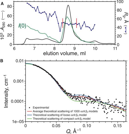 SEC–SAXS measurement of αLεLθ:β2 complex. (A) Elution profile showing the A280 (black continuous line) and SAXS data including the forward scattering intensity I(0) (green-dashed line) and Rg (in blue) calculated by Guinier analysis of five-exposure bins; values of I(0) vary linearly between 0.0007 and 0.0105 cm–1. To obtain the experimental SAXS pattern, exposures were averaged in the region of Rg stability (bounded by vertical red bars) before data reduction and buffer subtraction. (B) Experimental SAXS data for the αLεLθ:β2 complex (scatter plot), for which the pair distance distribution (not shown) indicates Rg = 48.8 ± 0.2 Å and maximum dimension of 152.5 Å. For comparison, the averaged theoretical scattering of 1000 αεθ:β2 models generated by free backbone rotation in segment ε180–182 (Figure 6B) is shown in red; these models have mean Rg = 47.6 Å and mean envelope diameter of 154.2 Å. The theoretical scattering of a typical αεθ:β2 model with a more open (loose) orientation of εθ is shown in blue; Rg = 48.3 Å, envelope diameter = 152.9 Å, and that of an αεθ:β2 model with a compact orientation of εθ is shown in green; Rg = 46.8 Å, envelope diameter = 151.5 Å.