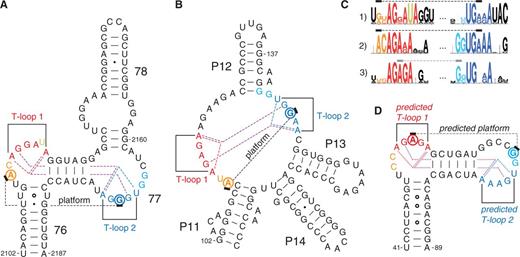Secondary structures of RNA elements displaying a crystallographically established (A and B) or a predicted (D) head-to-tail double T-loop module. T-loops are shown in red (first T-loop along the strand, T-loop 1) and blue (T-loop 2). The two residues preceding a T-loop are shown in orange (T-loop 1) and cyan (T-loop 2). The dotted lines show the (established of predicted) base pairs defining the core of the T-loop module (detailed in Figure 2B) and the functional platform (residues outlined with a circle). (A) B. subtilis L1 stalk (23S rRNA). The established structure and numbering are from the crystal structure of T. thermophilus 23S rRNA (pdb 1VSA) (9). (B) T. maritima RNAse P: region of the head-to-tail double T-loop module (P11–P14) (10,11). The tertiary interactions are from the crystal structure pdb 3Q1Q (12). (C) Sequence conservation encompassing the two T-loops of the structures in A, B and D: 1) L1 stalk (23S rRNA), 2) J11/12–J12/11 module of RNAse P and 3) apex of Stem I in T-box leaders. Sequence logos (highest value = 2 bits) were produced using the Weblogo interface (8) while using the following sequence alignments: 23S rRNA: primary alignments of 592 sequences from three phylogenetic domains, from the Comparative RNA Web site (13); bacterial RNAse P, class A: 340 sequences from the Ribonuclease P database (14); and T-box Stem I: alignment generated from 131 T-box sequences (‘Materials and Methods’ section). (D) B. subtilis tyrS T-box leader: apex of Stem I. Secondary structure (solid lines only) and base numbering according to (2).