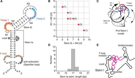 Analysis of Stem I structures in T-box leaders. (A) Definition of structural parameters determined in 14 experimentally assessed T-box leaders (Supplementary Table S1). The secondary structure shown is from ProI Stem I, adapted from (22) (Stem Ia = 17, including a non-canonical motif and an E-loop; Stem Ib = 8; N1 = 2; N2 = 0; N3 = 6; N4 = 0). (B) Correlation between (Stem Ib + N4) and (N1 + N2). Note that N4 and N2 almost do not contribute to the correlation (Supplementary Table S1). (C) Apex of B. subtilis ProI Stem I model (‘Materials and Methods’ section), from top. The two curved arrows represent the main axes of the structural contributions of the parameters of the correlation in (B). The dotted double arrow indicates a possible adjustment of the orientation of the platform as a function of the parameters of the correlation in (B). (D) Distribution of the estimated length of Stem Ia. See Supplementary Table S1 for the method of estimation. (E) Improved model of the interaction between a tRNA and a T-box leader, with the head-to-tail double T-loop module constituting a wedge for the elbow of the tRNA. The color code is identical to that of Figure 1.