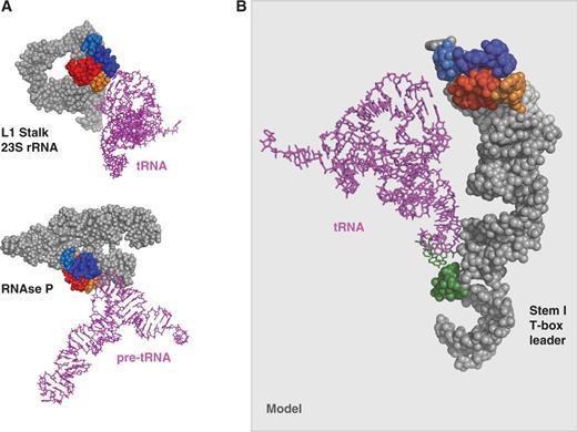 Crystallographically established (A) and model (B) of tRNA–RNA binding in which a stacking interaction between the G19:C56 base pair platform defining the elbow of a tRNA and a platform of a head-to-tail double T-loop module is involved. (A) L1 stalk–tRNA (pdb 1VSA) and RNAse P–pre-tRNA (pdb 3Q1Q) interactions. Only a fragment of RNAse P is shown. (B) Model of B. subtilis ProI Stem I–tRNA interaction (see ‘Materials and Methods’ section and Supplementary Data S2 and Supplementary Data). The secondary structure of Stem I is shown in Figure 4A. A tRNAPhe (pdb 1EHZ) is shown instead of a tRNAPro (for which no structure is available). A final optimization of the contacts with this non-cognate tRNA was not realized, and Stem I was left in a slightly ‘open’ conformation. The color code is identical to that of Figure 1.