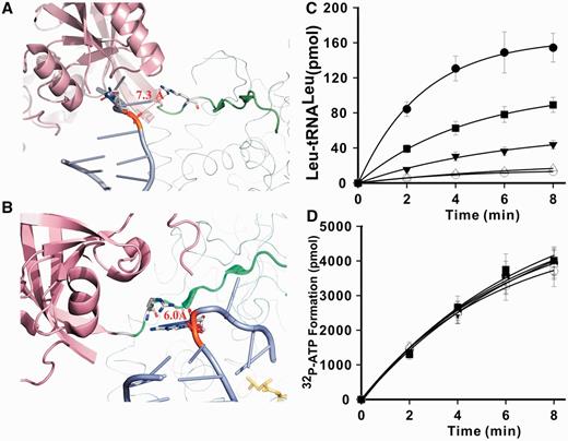 Effect of R418E substitutions on aminoacylation and amino acid activation. (A) Structure of EcLeuRS in complex with tRNALeu (light blue) in the editing conformation (PDB entry 4ARI) (20). The conserved R416–G429 motif was shown in green. R418 and C74 of tRNA were highlighted in the stick model with their distance labeled. The cartoon model of the editing domain (CP1) was in light pink, and the ribbon model of the synthetic was in cyan. (B) Detailed view of the spatial relationship between R418 (stick model) and tRNA (light blue with A73 in the stick model) in the aminoacylation conformation (PDB entry 4AQ7) (20). Cartoon model of the CP1 domain was in light pink. The synthetic domain was in ribbon model with cyan color. The conserved R416–G429 motif was shown in green. The analogue of aminoacyl-adenylate: Leu-AMS, which indicates the synthetic active center, was highlighted in yellow in stick model. The distance between R418 and A73 of tRNA was indicated. (C) Aminoacylation activities of WT EcLeuRS and its mutants. (D) Leu (5 mM) activation by WT EcLeuRS and its mutants. Symbols in C and D were as follows: EcLeuRS (black circle), -R418E (white circle), -R418D (white up-pointing triangle), -R418N (black square) and -R418Q (black down-pointing triangle).