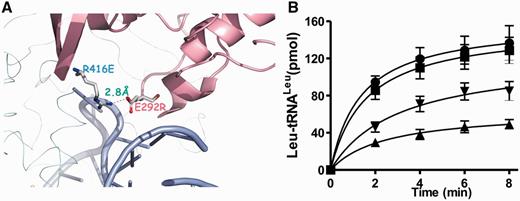 Effects of the E292-R418E salt bridge on aminoacylation activity. (A) E292 and R418 formed a salt bridge in the aminoacylation conformation. The picture was representation of part of the structure of the EcLeuRS complex with tRNA (light blue) in the aminoacylation conformation (PDB entry 4AQ7) (20). The CP1 domain was in cartoon model with light pink color. The synthetic domain was in ribbon model with cyan color. Both E292 and R416 were highlighted in stick model with index, and their distance was also labeled. (B) Aminoacylation of 20 µM tRNA by WT EcLeuRS and its mutants. Symbols were as follows: EcLeuRS (black circle), -E292R/R416E (black square), -E292R (black up-pointing triangle) and -R416E (black down-pointing triangle).