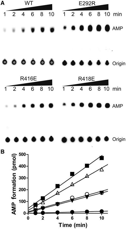 AMP formation assay in the presence of Nva. (A) TLC-based AMP formation assay of mutants EcLeuRS-E292R, -R416E and -R418E (0.2 µM each) in the presence of 5 µM of tRNALeu and 15 mM of Nva. (B) Graphical representation of AMP formation; kobs of AMP formation was calculated from the slope and reported in Table 3. Symbols were as follows: no tRNA (black circle), EcLeuRS with tRNA (white circle), -E292R with tRNA (black square), -R418E with tRNA (white up-pointing triangle) and -R416E with tRNA (black down-pointing triangle).