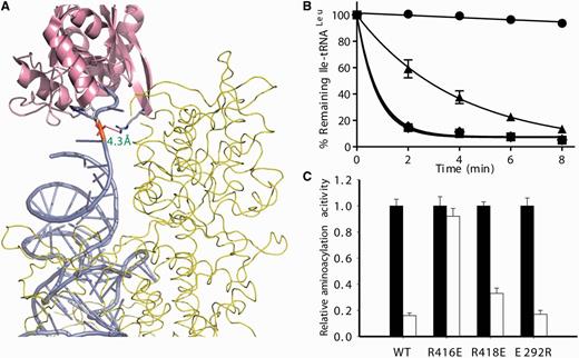 R416E mutation affects the binding of tRNA in the CP1 domain. (A) The orientation of R416 and C74 of tRNA in the editing conformation. The picture was representation of part of the crystal structure of EcLeuRS complex with tRNA in the editing conformation (PDB entry 4ARI) (20). R416 and C74 of tRNA were highlighted in the stick model, and their distance was labeled. Cartoon model of the editing domain (CP1) (light pink) and ribbon model of the synthetic and C-terminal domains (yellow). (B) Hydrolysis of 1 µM 3H-Ile-tRNALeu by EcLeuRS and its mutants. (C) The effect of AN2690 on the aminoacylation activity of EcLeuRS and its mutants. For each enzyme, the initial activity in the presence of 100 µM AN2690 (white) was normalized to that without AN2690 (black). Symbols in (B) are as follows: no enzyme (black circle), EcLeuRS (black square), -R416E (black up-pointing triangle), -R418E (black down-pointing triangle), -E292R (black diamond suit).