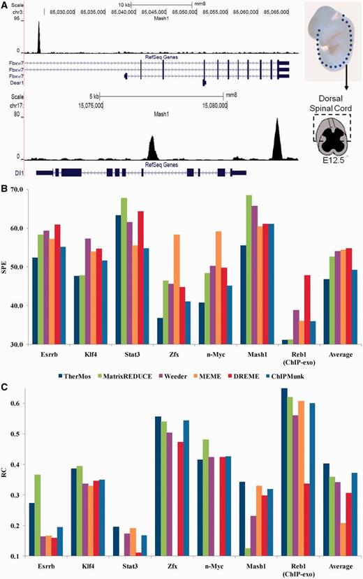 ( A ) Mash1 in vivo ChIP-seq profile (E12.5 mouse spinal cord) shows strong peaks at known targets of Mash1. ( B , C ) Performance of TherMos and other algorithms in 10-fold cross-validation testing on the seven whole-genome TF binding profiles. For each algorithm and each TF, the bar height indicates the average SPE or rank correlation coefficient across the 10 test sets. The summary bars at the end indicate average performance across all seven TFs. (B) SPE is calculated between predicted (motif) and observed (experimental data) ChIP-seq binding profile. Smaller SPE indicates higher accuracy. (C) Rank correlation coefficient is calculated between predicted (motif) and observed (experimental data) ChIP-seq tag counts. Average rank correlation coefficients below zero for some of the algorithms are not shown.