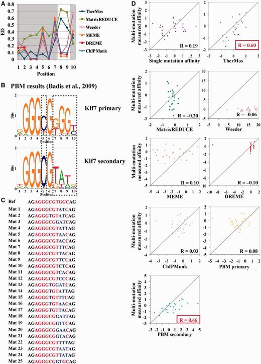 Position interdependence in Klf4 binding. ( A ) Euclidean distance at each nucleotide position between the in vitro motif and the motifs predicted by various algorithms from ChIP-seq data. ( B ) Klf7 primary and secondary motifs measured using PBM ( 29 ). The nucleotides showing positional interdependence are highlighted in the box. ( C ) Twenty-five mutant sequences were tested in multiple mutations EMSA competition assays. The 10-bp consensus sequence is highlighted in red with two flanking nucleotides (in black) at both ends. The mutated nucleotides are highlighted in blue. ( D ) The multi-mutation measured affinity (i.e. the observed log ratio of the K d of the 25 mutant sequences to K d of the Mut 10) versus the corresponding log ratio predicted by single mutation affinity model, TherMos, MatrixREDUCE, Weeder, MEME, DREME, ChIPMunk, PBM primary motif and PBM secondary motif ( 29 ). The Pearson correlation coefficient is also shown in the plot.
