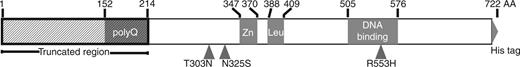 Schematic of FOXP2 domains and truncated construct used in MITOMI experiments showing C2H2 zinc-finger domain, leucine zipper domain, forkhead box DNA-binding domain and histidine repeat epitope tag (6xHis). Human lineage substitutions are at positions 303 and 325. The R553H mutation linked to verbal dyspraxia lies within the DNA-binding domain. A polyglutamine (polyQ) stretch was removed by truncation of the shaded region. We 6xHis-tagged the C-terminus for recruitment and retention on chip.