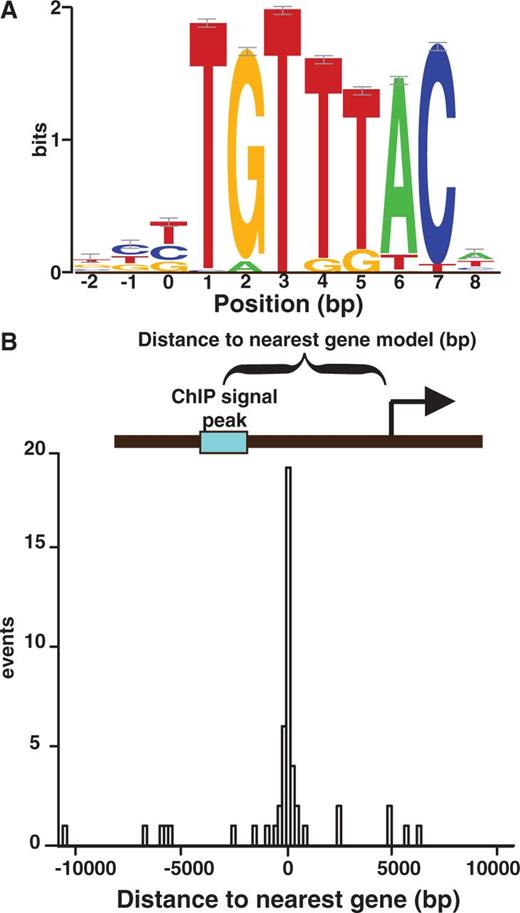 FOXP2 target-binding motif as revealed by ChIP-seq analysis. (A) Motif derived from MEME analysis of 71 ChIP-seq peak sequences with 50 bp of flanking sequence included. Motifs are displayed with small sample correction error bars. (B) Histogram of the relative positioning of the 71 FOXP2 ChIP-seq sites relative to the start of the nearest neighboring gene.