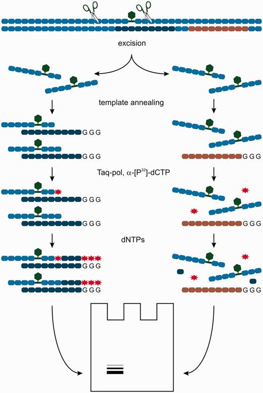 The scheme of NER in vitro assay. Green hexagon represents a bulky modification; red asterisk, radioactive label; dark blue and grey ovals, the sequence of specific and non-specific templates, respectively.