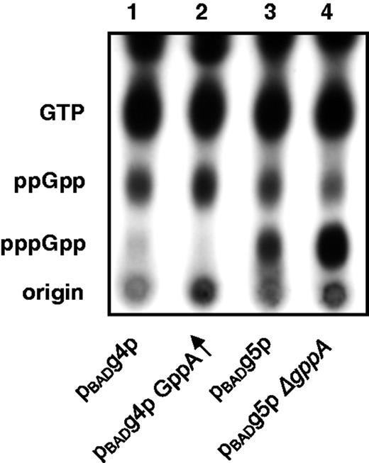 Arabinose induction of cellular ppGpp or pppGpp. An autogradiogram is shown of cell extracts of 32P-labeled GTP, ppGpp and pppGpp resolved by TLC after 0.05% arabinose induction (see ‘Materials and Methods’ section). Lane abbreviations: Lane 1. pBADg4p = (ppGpp synthetase): pBADRelSeq79-385 (pUM9); Lane 2. GppA↑ = (ppGpp synthetase + overexpressed gppA): pBADg4p + PgppA (pUM76); Lane 3. pBADg5p = (pppGpp synthetase): pBADRelSeq1-385 (pUM66); Lane 4. pBADg5p ΔgppA = (pppGpp synthetase + ΔgppA).