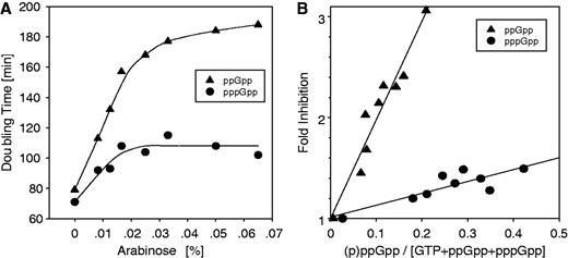 ppGpp versus pppGpp: effects of induction on growth rates and specific activities for growth inhibition. (A) The relation between the observed growth rate (doubling times expressed in minutes) of cells subjected to increasing concentrations of arabinose is shown when ppGpp (filled circles) preferentially accumulates as in Figure 2A as well as when pppGpp (filled triangles) preferentially accumulates as in Figure 2B. (B) The inhibitory activities of increasing the fractional content of ppGpp or pppGpp. The fractional growth rates are calculated from the growth rates expressed as μ (doublings/hr from Figure 3A), which are normalized to μ values for uninduced cultures and expressed as fold-inhibition on the ordinate. These values are plotted against the ppGpp or pppGpp fractional content (from Figure 2C). The slopes of these relations are taken as a measure of the relative specific activity for growth inhibition for ppGpp or pppGpp. Filled circles = pppGpp. These values are corrected for contribution to growth inhibition of the 5% content of ppGpp present in each sample seen in Panel (B) of Figure 2. Filled triangles = ppGpp [not corrected for ∼0.5% content of pppGpp in Panel (A) of Figure 2].