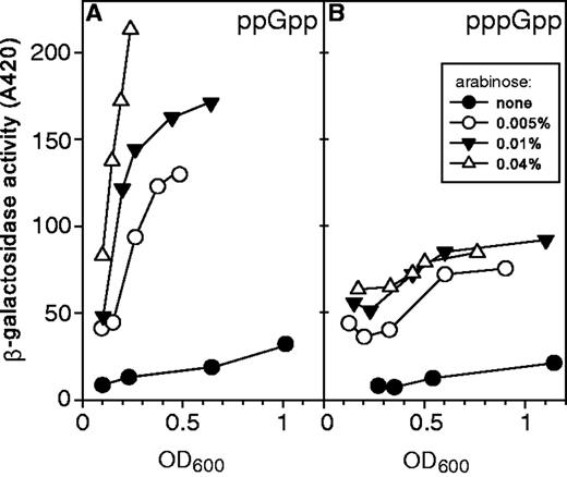 ppGpp versus pppGpp: Stimulation of RpoS-lac protein fusion β-galactosidase activity. Cells containing a single chromosomal copy of a ppGpp-activated RpoS-lac protein fusion were transformed with plasmids to preferentially induce ppGpp (strain CF16838) or pppGpp (CF16839) as in Figure 1. Each culture at indicated cell densities was assayed for β-galactosidase activity as described in ‘Materials and Methods’ section. (A) After adding arabinose (0, 0.005, 0.01 or 0.04%) to preferentially induce ppGpp, cultures were grown with doubling times of 63, 97, 157 and 190 min, respectively. (B) Analogous but preferential induction of pppGpp using the same arabinose concentrations, which resulted in doubling times of 65, 84, 99 and 139 min, respectively.