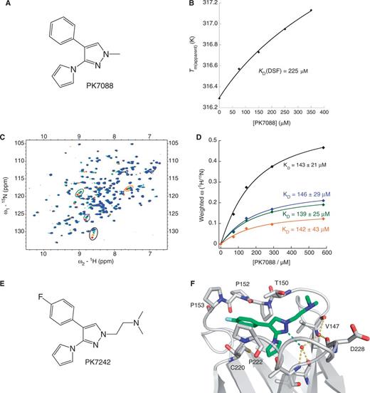 Biophysical and structural characterization of PK7088 binding to p53-Y220C. (A) Chemical formula of PK7088. (B) Concentration-dependent thermostabilization of the Y220C mutant by PK7088 measured by DSF. (C) Overlay of 1H/15N-HSQC NMR spectra of p53-Y220C core domain (94-312) with varying concentrations of PK7088. (D) Quadratic saturation binding equation fitted to the concentration-dependent chemical shift changes of the relevant shifting peaks yields a KD ≈ 140 µM. (E) Chemical formula of PK7242, a more soluble analogue of PK7088 that was used for crystallography. (F) Crystal structure of p53-Y220C core domain in complex with PK7242. The binding pocket is depicted as a grey ribbon diagram, with selected side chains shown as stick models. PK7242 is shown as a green stick model. The interaction of the central pyrazole moiety with a network of structural water molecules is highlighted with broken lines.