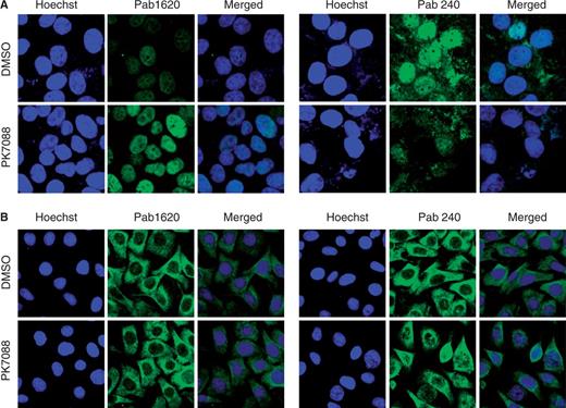 Effect of PK7088 on the folding state of p53 in different cancer cell lines. PK7088 increased the amount of correctly folded p53 while decreasing the amount of unfolded p53 in HUH-7 (p53-Y220C) cells but not MKN-1 (p53-V143A) cells. Immunostaining of HUH-7 cells (A) and MKN-1 cells (B) was performed using the conformation-specific antibodies Pab1620 (wild-type/folded) and Pab240 (mutant/unfolded). Both cell lines were treated with DMSO control or 200 μM PK7088 for 4 h. Hoechst 33342 dye was used to stain the nucleus.