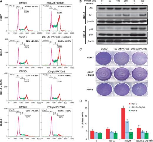 Y220C mutant-specific cell-cycle and apoptotic effects of PK7088. (A) FACS analysis of HUH-7 and HUH-6 cells after 6-h incubation with 200 μM PK7088. PK7088 induced p53-dependent G2/M phase arrest in HUH-7 cells, which was enhanced by Nutlin-3. (B) Protein levels of the p53 target gene p21 detected by western blots after 6-h treatment. PK7088 induced p21 in HUH-7 cells but not HUH-6 cells. Nutlin-3 induced p21 in p53 wild-type HUH-6 cells only, but worked synergistically with PK7088 in up-regulating p21 in HUH-7 cells. (C) Crystal violet staining was used to determine the cell viability of HUH-7 and HUH-6 cells after 24-h treatment. PK7088 decreased the cell viability. This effect was counteracted by p53 knockdown. Only very limited effects were observed in HUH-6 cells. (D) HUH-7 and HUH-6 cells were exposed to PK7088 for 24 h and analysed by AnnexinV/PI staining. In HUH-7 cells, 200 μM PK7088 induced apoptosis, which was counteracted by p53 knockdown. No cell death was detected in HUH-6 cells. The pan-caspase inhibitor Z-VAD-fmk (50 μM) blocked the cell death effect induced by PK7088.