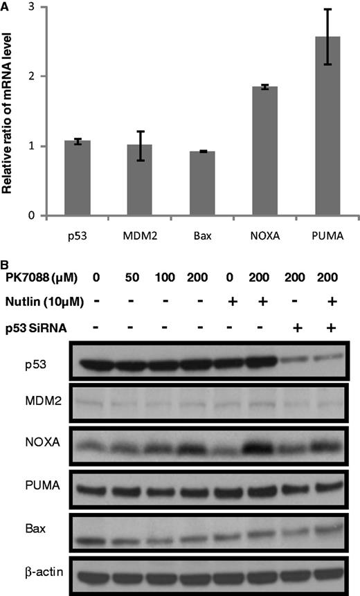 Restoration of wild-type p53 functions in HUH-7 cells by PK7088. (A) mRNA levels of p53 target genes measured by real-time PCR after 6-h treatment. 200 μm PK7088 up-regulated NOXA and PUMA mRNA, but had no effect on p53, MDM2 or Bax. (B) Protein levels of p53 target genes determined by western blots. PK7088 induced dose-dependent up-regulation of NOXA protein, whereas PUMA or Bax levels were unaffected.