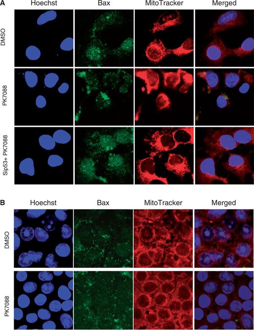 Effect of PK7088 on the cellular localization of Bax. PK7088 induced relocation of Bax to the mitochondria in HUH-7 cells (A), but not in HUH-6 cells (B) after 6-h treatment at 200 μm. Nucleus and mitochondria were stained with Hoechst 33342 and MitoTracker Red CMxRos dye, respectively.