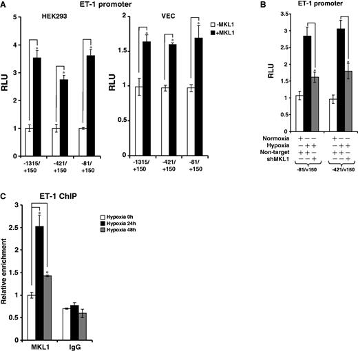 Hypoxia stimulates the recruitment of MKL1 to the ET-1 promoter. (A) HEK293 and endothelial cells were transfected with ET-1 promoter-luciferase constructs of different lengths with or without MKL1. Data are expressed as RLU. (B) HEK293 cells were transfected with ET-1 promoter-luciferase constructs of different lengths with shMKL1 or non-targtet shRNA. Data are expressed as RLU. (C) HVECs were exposed to 1% O2 and harvested at indicated time points. ChIP assays were performed with anti-MKL1 or IgG.