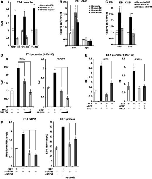 MKL1-mediated ET-1 transactivation relies on SRF. (A) HVECs were transfected with ET-1 promoter-luciferase constructs of different lengths and indicated siRNA followed by exposure to 1% O2. Data are expressed as RLU. (B) HVECs were exposed to 1% O2 and harvested at indicated time points. ChIP assays were performed with anti-SRF or IgG. (C) HVECs were transfected with indicated siRNAs followed by exposure to 1% O2. ChIP assays were performed with indicated antibodies. (D) A rat ET-1 promoter-luciferase construct was transfected into HVECs and HEK293 cells with MKL1 and DN SRF. Data are expressed as RLU. (E) A rat ET-1 promoter-luciferase construct was transfected into HVECs and HEK293 cells with MKL1 and indicated siRNA. Data are expressed as RLU. (F) HVECs were transfected with indicated siRNAs followed by exposure to 1% O2. ET-1 mRNA and protein levels were measured by qPCR and ELISA.