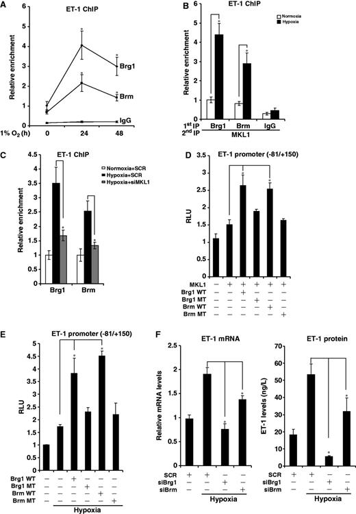 MKL1 recruits Brg1 and Brm to activate ET-1 transcription. (A) HVECs were exposed to 1% O2 and harvested at indicated time points. ChIP assays were performed with indicated antibodies. (B) HVECs were exposed to 1% O2 for 24 h. Re-ChIP assay was performed with indicated antibodies. (C) HVECs were transfected with siMKL1 or SCR followed by exposure to 1% O2. ChIP assays were performed with anti-Brg1 or Brm. (D) A rat ET-1 promoter-luciferase construct was transfected into HVECs with expression constructs for MKL1, Brg1 or Brm as indicated. Data are expressed as RLU. (E) A rat ET-1 promoter-luciferase construct was transfected into HVECs with expression constructs for Brg1 or Brm followed by exposure to 1% O2. Data are expressed as RLU. (F) HVECs were transfected indicated siRNA followed by exposure to 1% O2. ET-1 mRNA and protein levels were measured by qPCR and ELISA.
