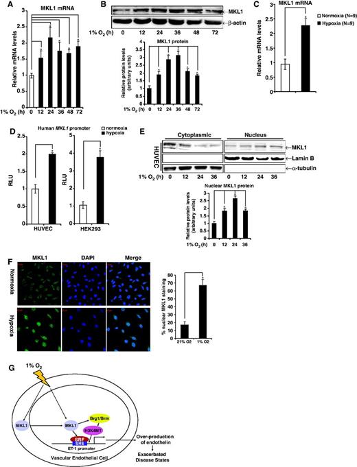 Hypoxia activates MKL1 in endothelial cells. (A and B) HVECs were exposed to 1% O2. Cells were harvested at various time points after treatment and probed for mRNA (A) and protein (B) levels of MKL1 using qPCR and Western, respectively. (C) SD rats were housed under 1% O2 for 28 days before sacrifice. mRNA levels of MKL1 in pulmonary arteries were probed by qPCR. (D) A luciferase construct driven by the human MKL1 promoter (pGL3-MKL1) was transfected into HVECs and HEK293 cells followed by exposure to 1% O2. Luciferase activities were corrected for protein concentration and transfection efficiency. Data are expressed as RLU. (E) HVECs were exposed to 1% O2. Cells were harvested at various time points after treatment, fractionated and probed for MRTF-A by Western. (F) HVECs were exposed to 1% O2 for 48 h. Cellular MKL1 was visualized by immunofluorescence staining. The nuclei were counterstained with DAPI. Scale bar: 20 μM. Nuclear MKL1 staining was quantified by Image J and expressed as percentage of overall MKL1 staining. (G) A schematic model depicting hypoxia activates MKL1, which in turn mediates ET-1 transactivation in endothelial cells.